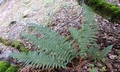 Polystichum setiferum #07.jpg