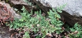 Cheilanthes hispanica  #01.jpg
