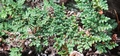 Cheilanthes hispanica  #02.jpg