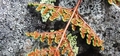 Cheilanthes hispanica  #03.jpg