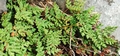 Cheilanthes hispanica  #05.jpg