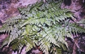Asplenium adiantum-nigrum #06.jpg