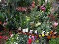 Barcelos market #142.jpg