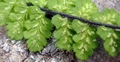 Asplenium petrarchae subsp. petrarchae D05.jpg