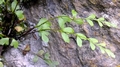 Asplenium x alternifolium nspp. heufleri F02.jpg