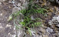 Asplenium x alternifolium nspp. heufleri F03.jpg