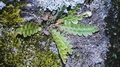 Asplenium aureum #03.jpg