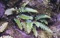 Asplenium aureum #12.jpg