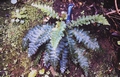 Asplenium aureum #13.jpg