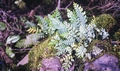 Asplenium filare subsp. canariense #24.jpg