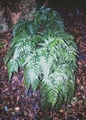 Asplenium onopteris #18.jpg