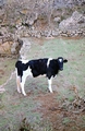 cow #38.jpg