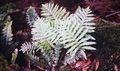 Polypodium macaronesicum subsp. macaronesicum #18.jpg