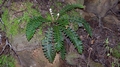 Asplenium aureum #19.jpg