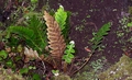 Asplenium aureum #24.jpg