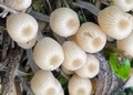 Fairy Inkcaps detail.jpg