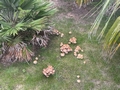 Glistening Inkcap (Coprinellus micaceus).jpg