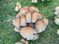Glistening Inkcap detail.jpg