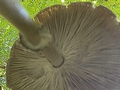 Parasol mushroom gills.jpg