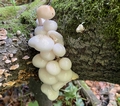 Porcelain Fungus (Oudemansiella mucida).jpg