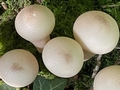 Stump Puffballs (Apioperdon pyriforme).jpg