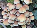 Sulphur Tuft (Hypholoma fasciculare).jpg