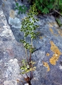 Anogramma leptophylla #H02.jpg