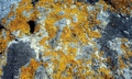 Lichen #A01.jpg
