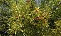 Mistletoe #G01.jpg