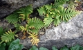 Polypodium cambricum #F01.jpg