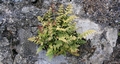 Asplenium adiantum-nigrum #85.jpg