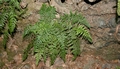 Asplenium billotii #42.jpg