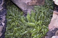 Asplenium marinum #35.jpg