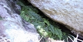 Asplenium species #40.jpg