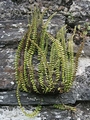 Asplenium trichomanes #45.jpg