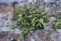 Asplenium trichomanes #84.jpg