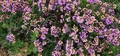 Flowering heather and gorse #08.jpg