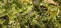 Hymenophyllum wilsonii #54.jpg
