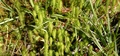 Lycopodiella inundata #02.jpg