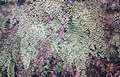 Adiantum capillus-veneris #12.jpg
