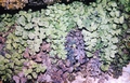 Adiantum capillus-veneris #27.jpg