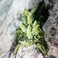 Asplenium species #04.jpg