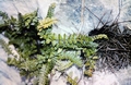 Asplenium species #29.jpg