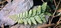 Asplenium species #34.jpg