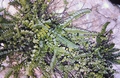 Asplenium trichomanes #26.jpg