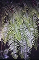 Polypodium hybrid #10.jpg