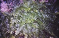 Polypodium hybrid #11.jpg