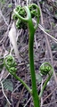 Culcita-macrocarpa-B07.jpg