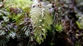 Hymenophyllum-tunbrigen-E03.jpg
