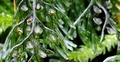 Hymenophyllum-tunbrigense-I01.jpg